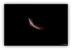 271365_280970232008242_968733572_o